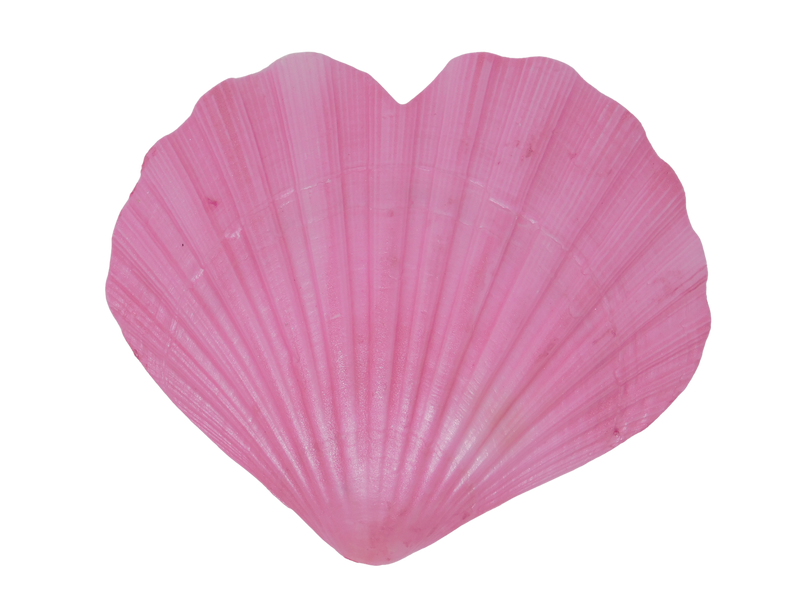 Heart Shaped Shell Trinket Dish