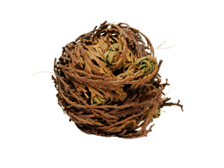 dried rose of jericho