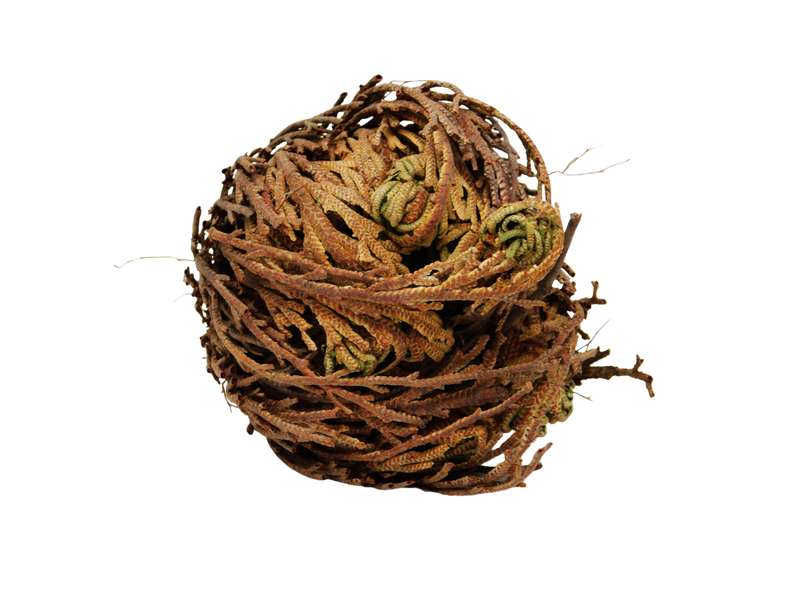 dried rose of jericho